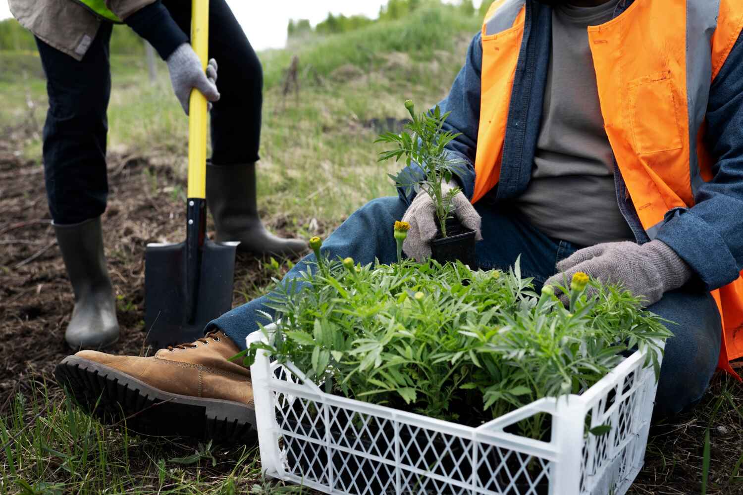 Best Tree Stump Removal  in Rochester, MN